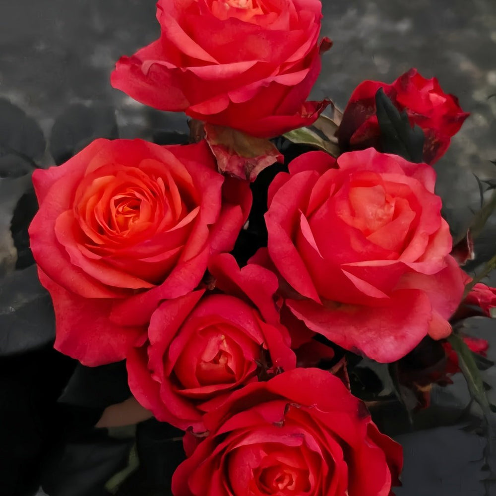 Hard Rock Rose Plant｜摇滚乐 image 8