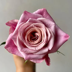 Purple Moon Rose Plant｜紫月 image 1