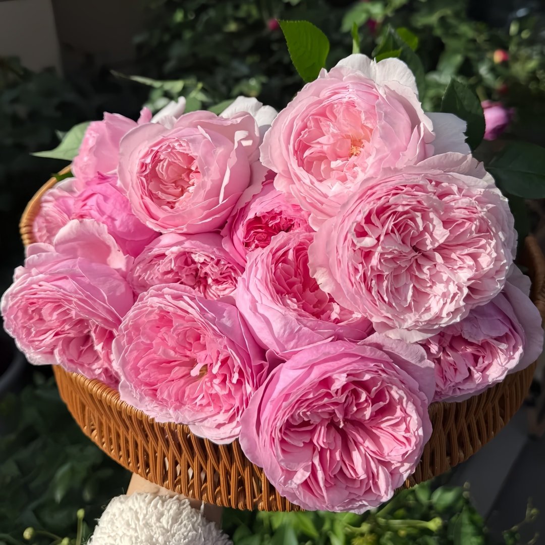 Carey Rose Plant | 凯丽玫瑰 image 7