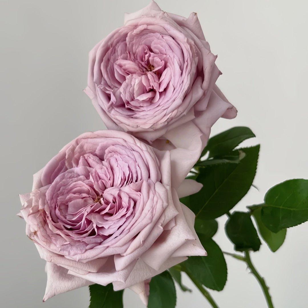 The Pride Rose Plant|尼普荣耀 image 6