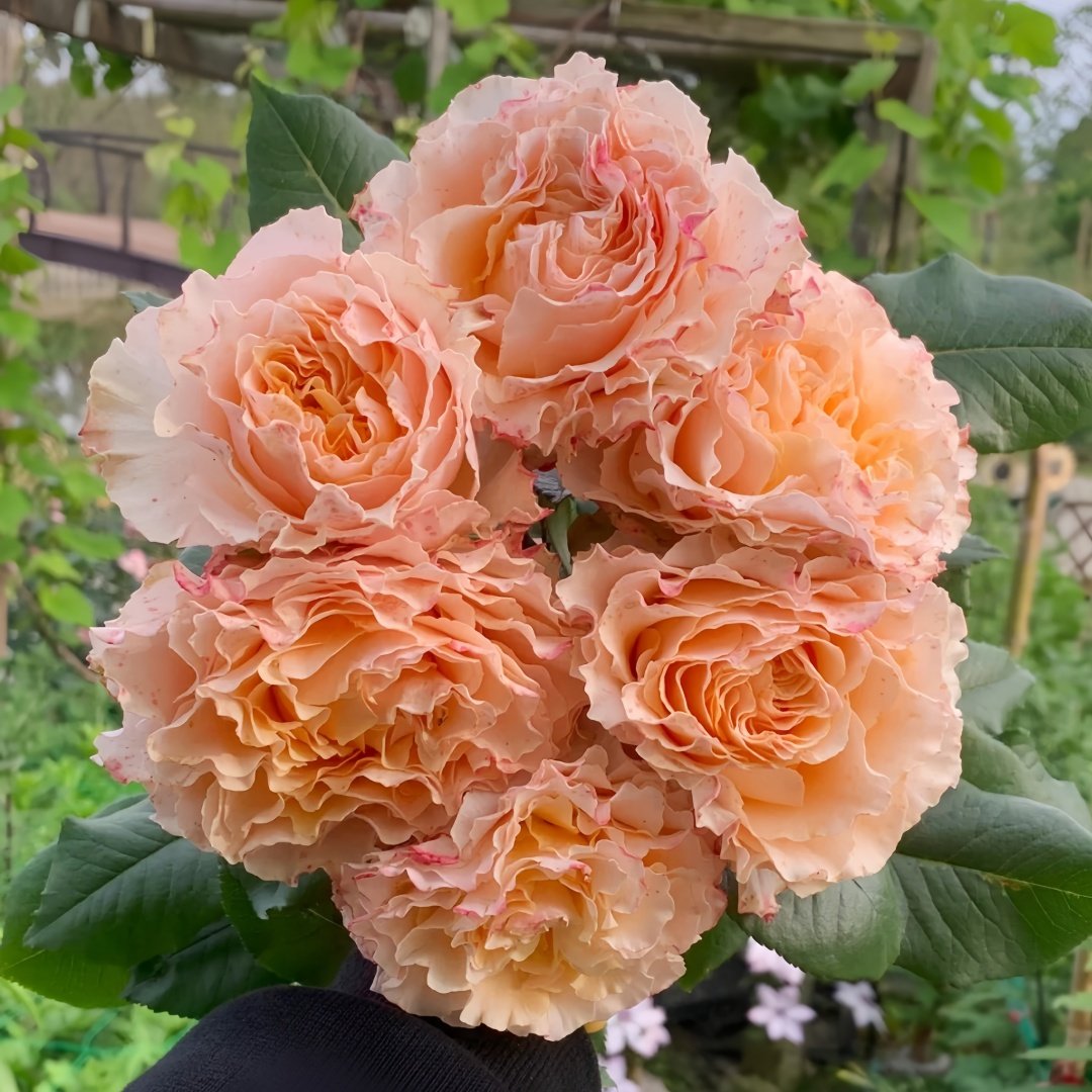 La Campanella Rose Plant｜橙色舞裙 image 1