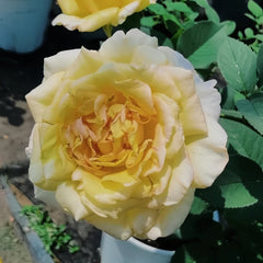 Golden silk Rose Plant|金绸 image 0