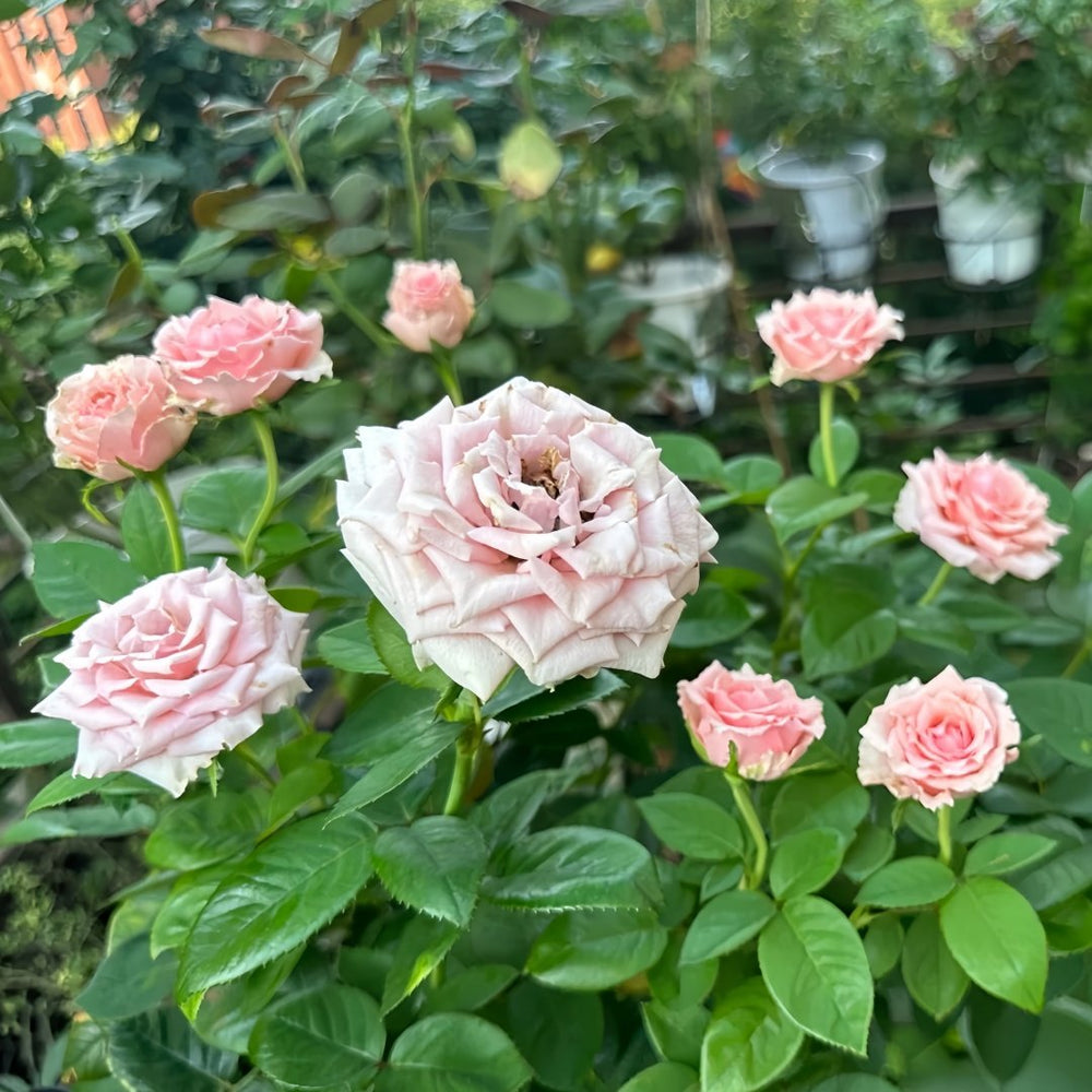 Kanata Rose Plant｜彼岸 image 7