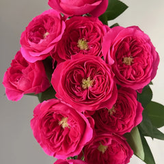 Darcey Rose Plant | 达西 image 1