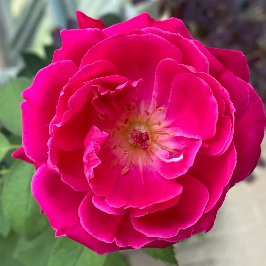 Soft Fragrant Red Rose Plant|软香红 image 0