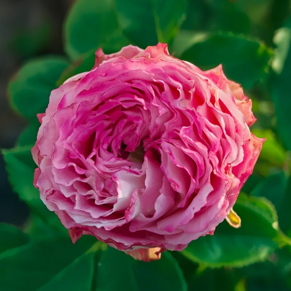 Piccadilly Circus Rose Plant｜皮卡迪利广场 image 1