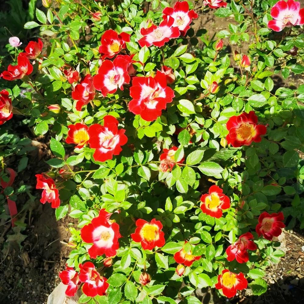 Little Artist Rose Plant|小画家 image 8