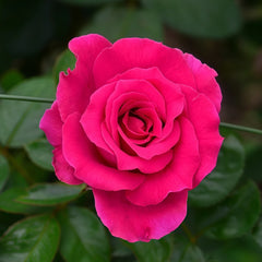 Belles Rives Rose Plant｜美人丽芙 image 1