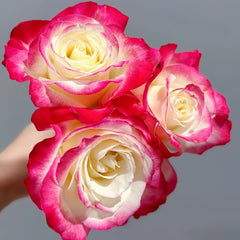 Double Delight Rose Plant｜红双喜 image 2