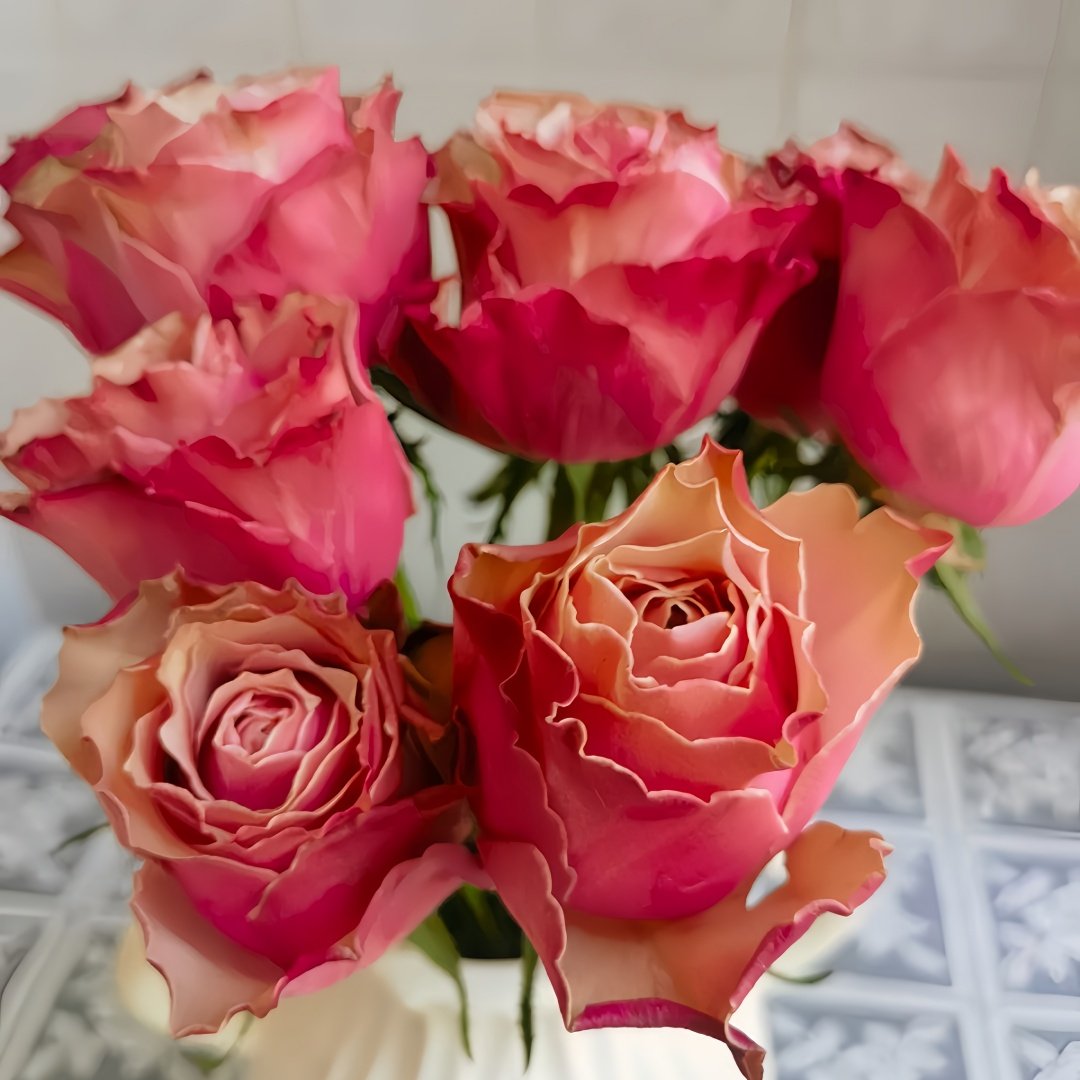 Belize Rose Plant｜伯利兹 image 7
