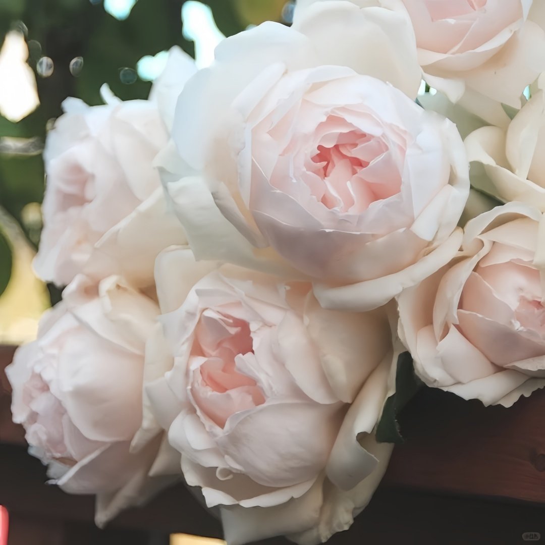 Kashou Rose Plant|华宵 image 5