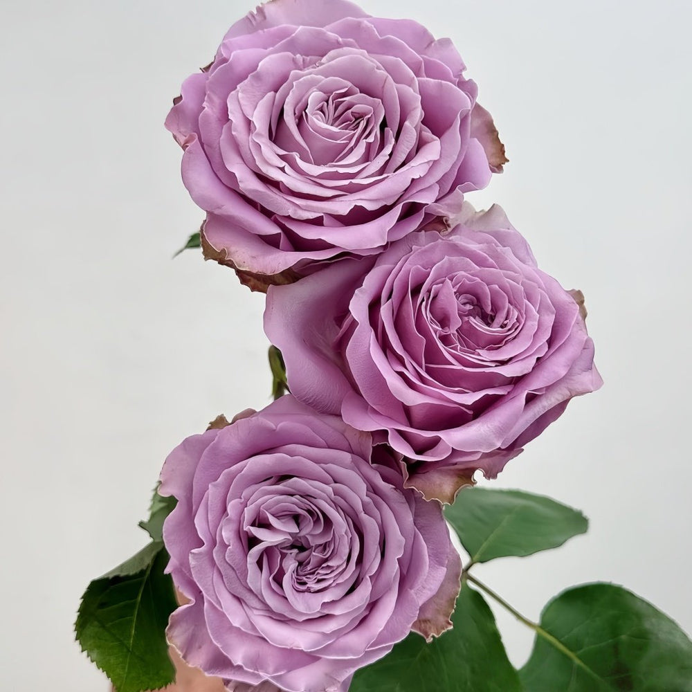 Princess Kaori Rose Plant|香织公主 image 5