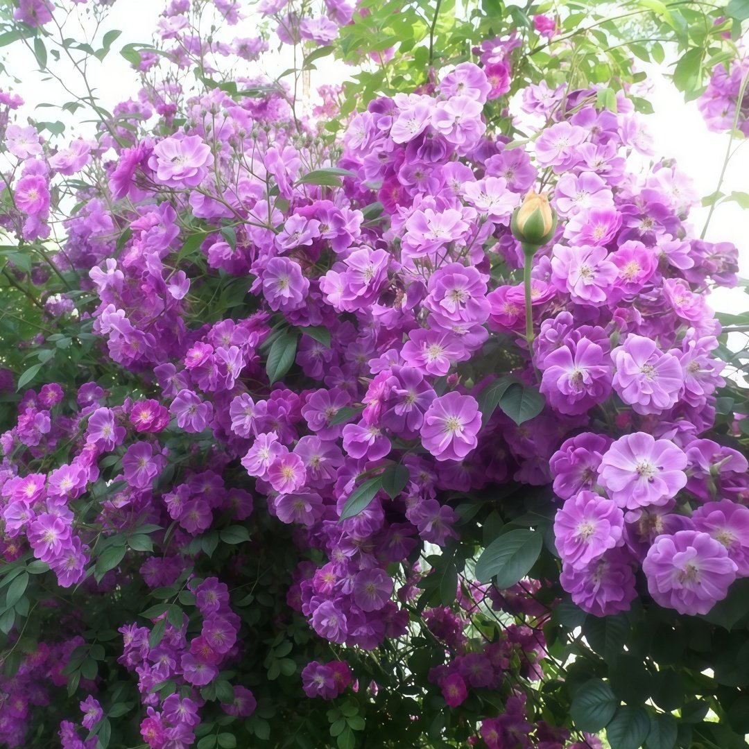 Purple Skyliner Rose Plant｜紫色客机 image 2