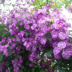 Purple Skyliner Rose Plant｜紫色客机 image 2
