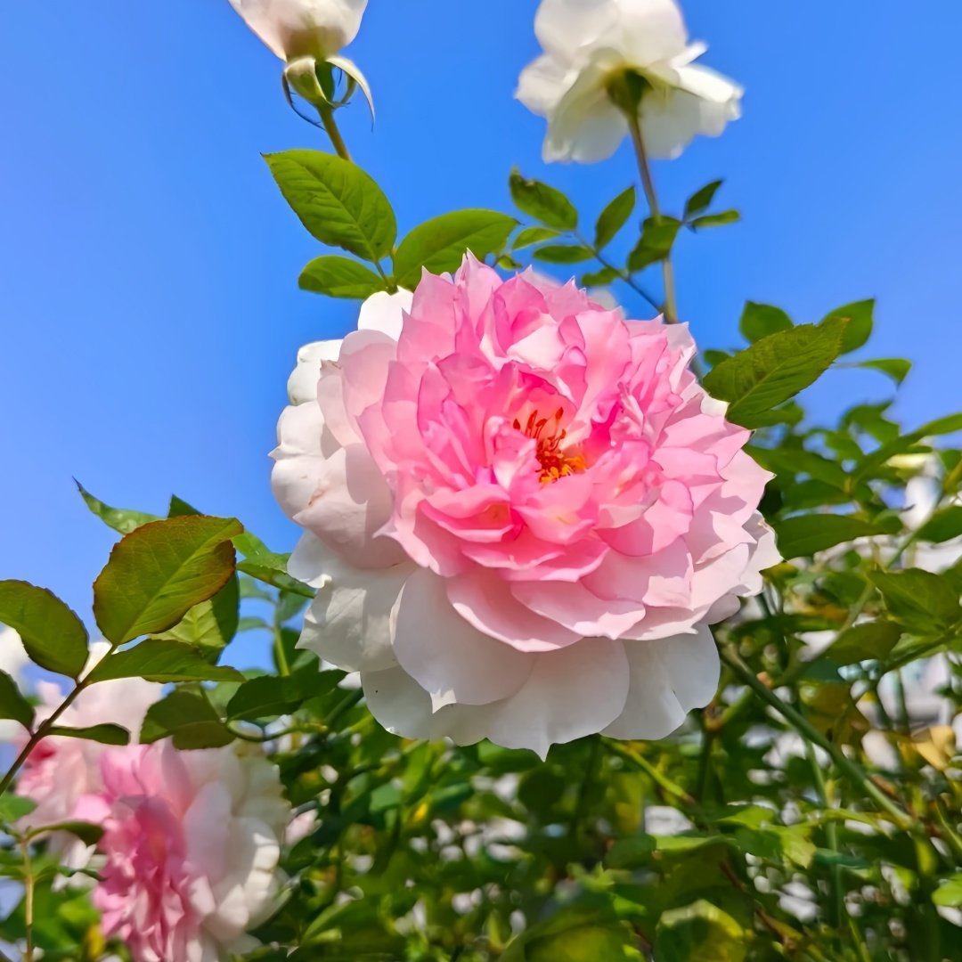 Shalimar Rose Plant｜夏莉玛 image 6