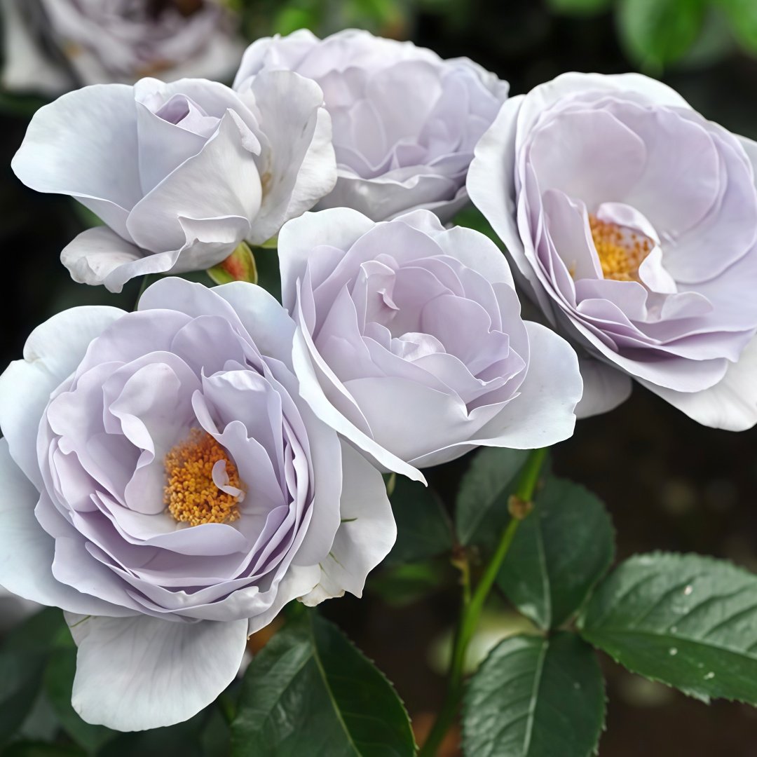 Blue Bajou Rose Plant|蓝宝石 image 4