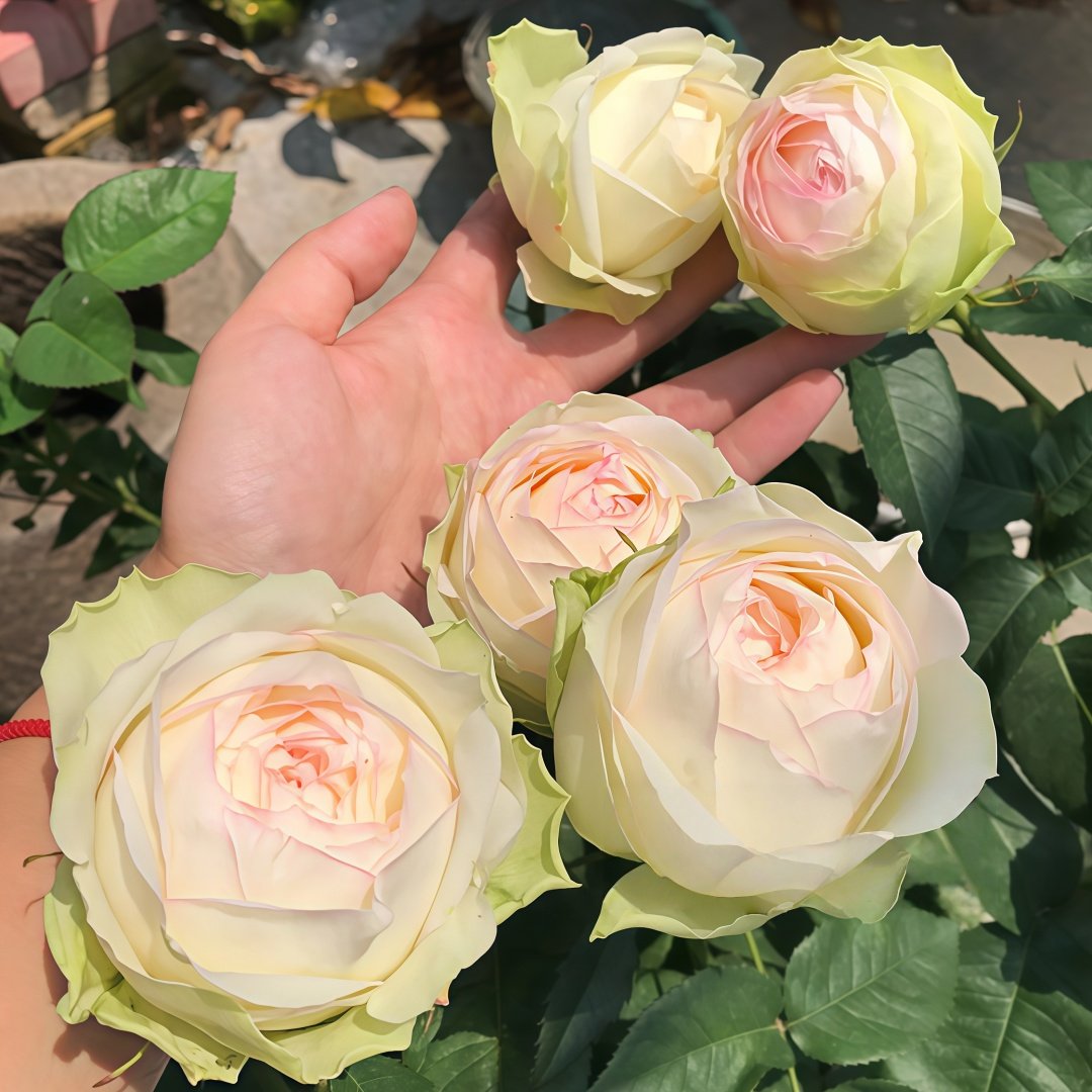 Armure Blanche Rose Plant |幻彩 image 7