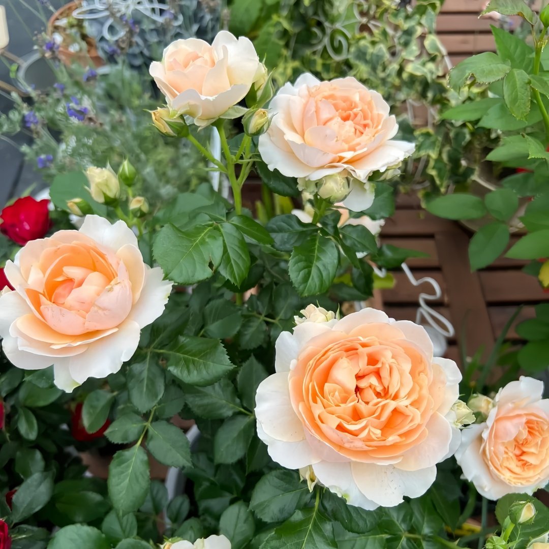 Abricot Terrazza Rose Plant｜杏色露台 image 8