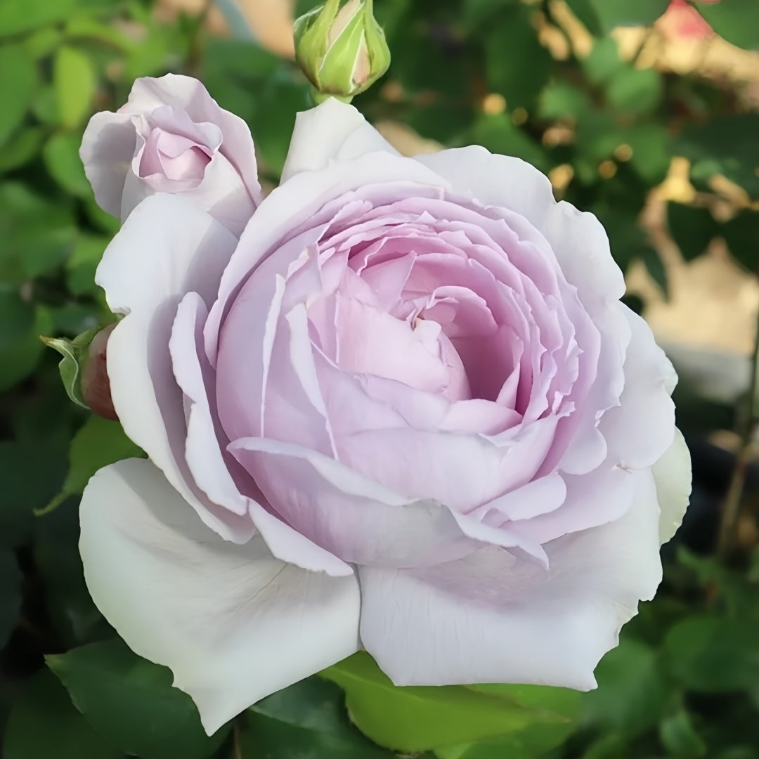 Madam Kayoko Rose Plant|紫色故事 image 2