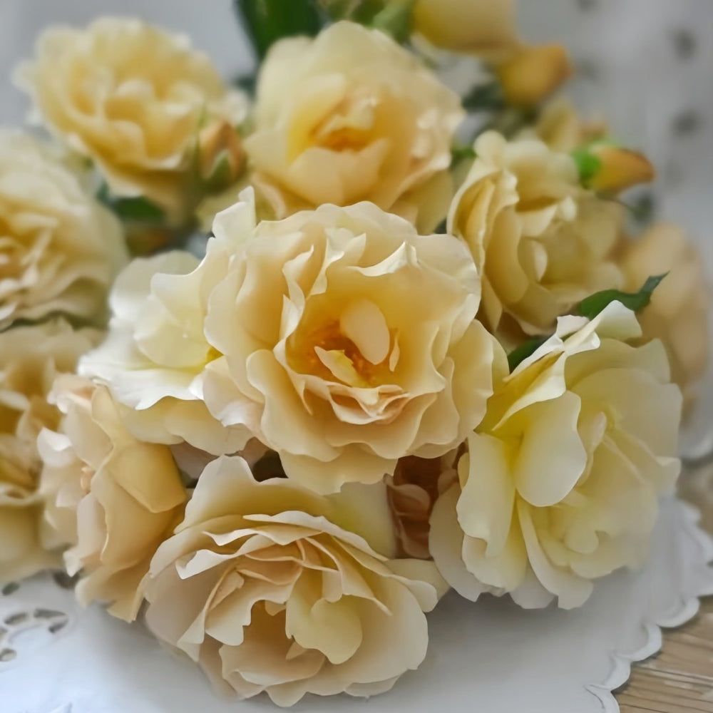 La broche Rose Plant|胸针/拉布罗什 image 4