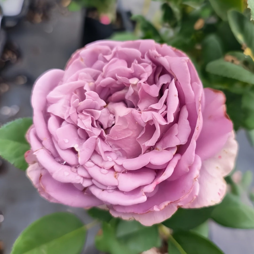 Amethyst Rose Plant｜紫龙晶 image 4