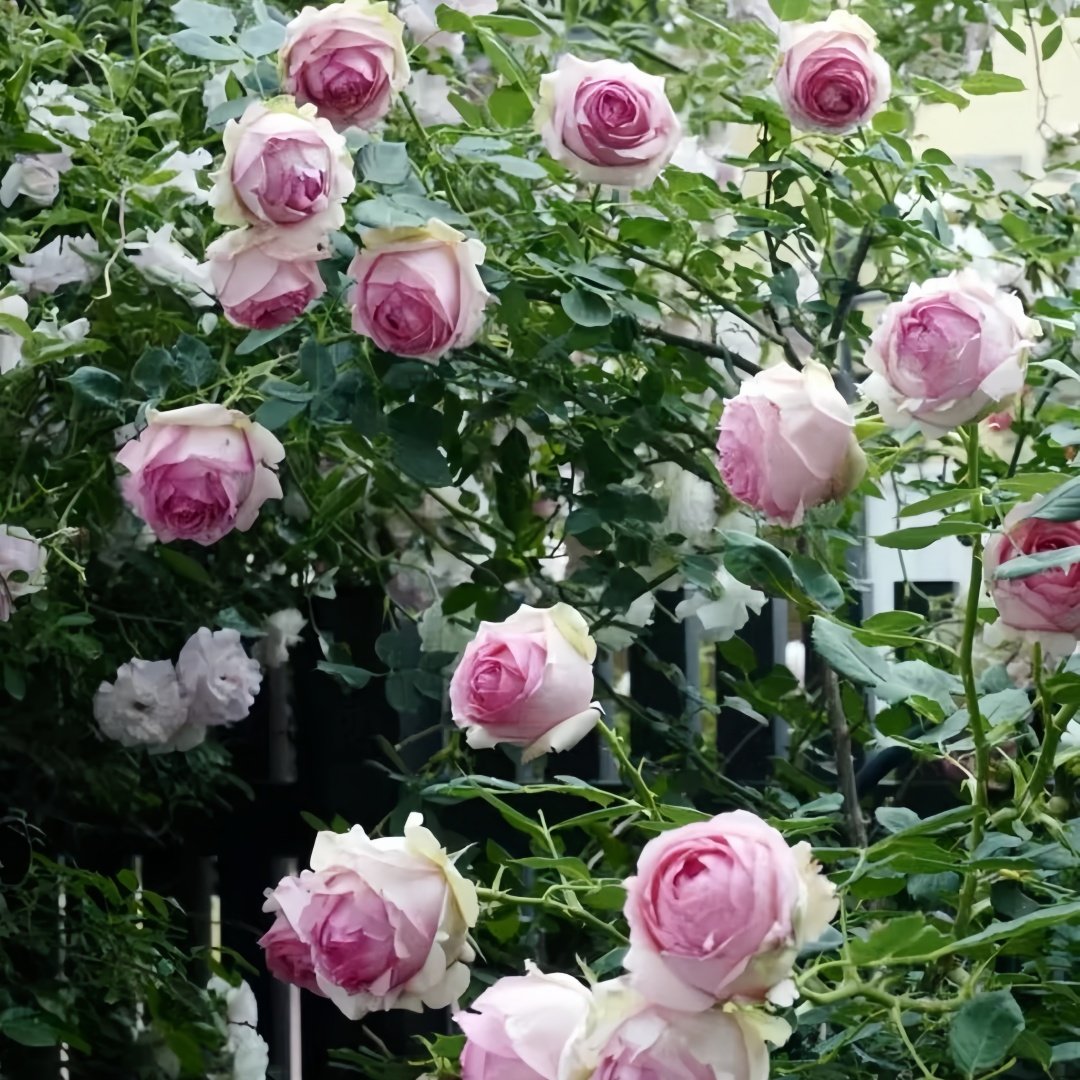First Lady Rose Plant|第一夫人 image 9