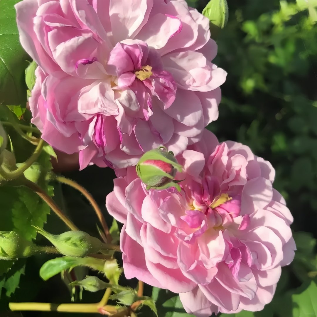 Romantic Siluetta Rose Plant|浪漫剪影 image 6
