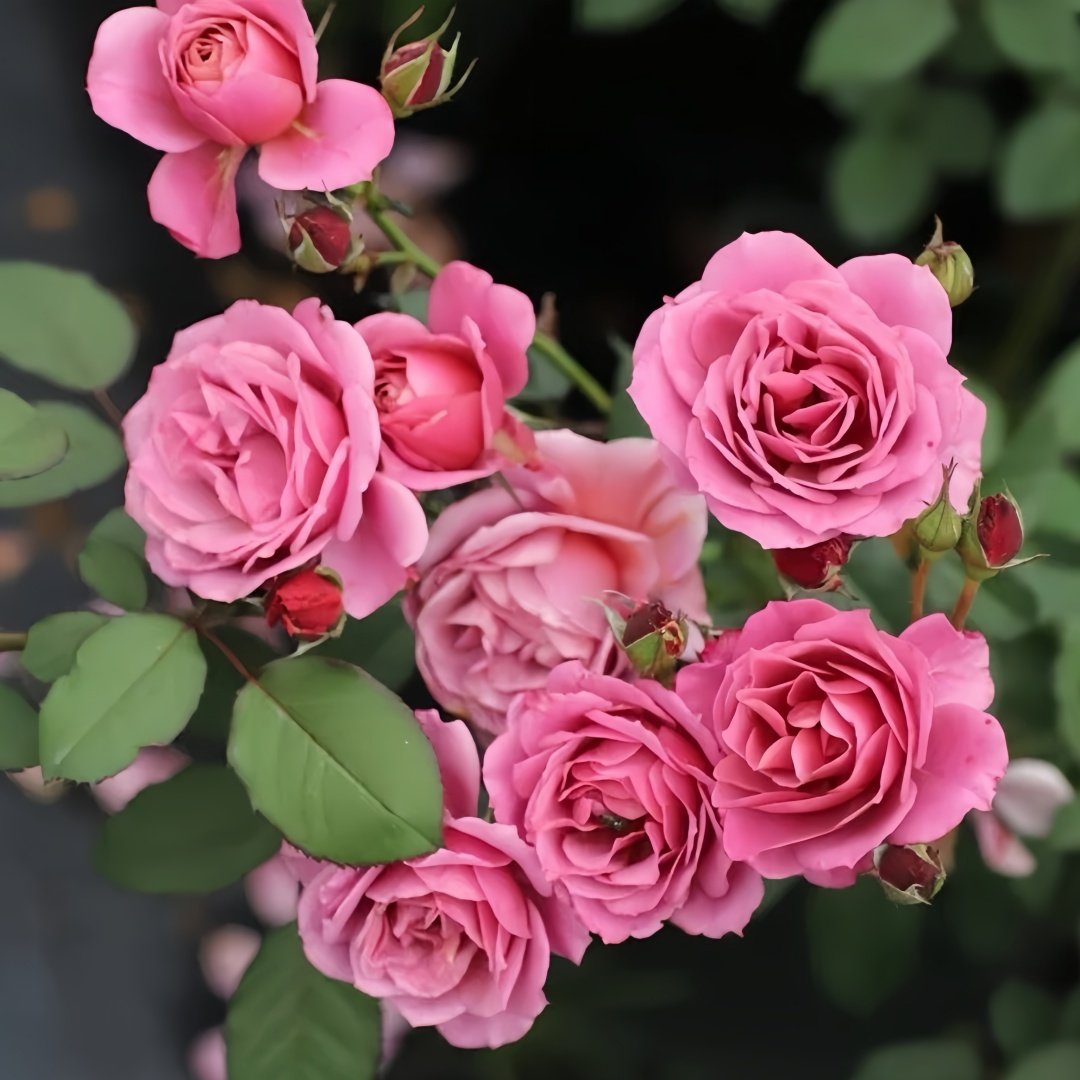 Aoi-fuga Rose Plant｜葵-风雅 image 4