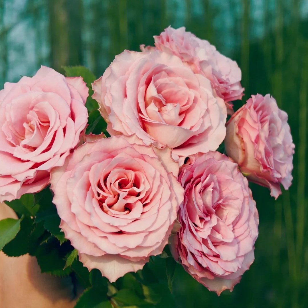 Ginette Rose Plant｜吉内特 image 3