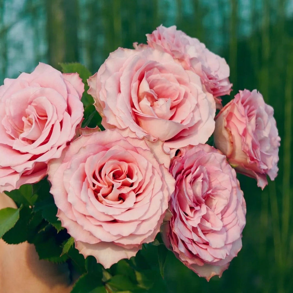 Ginette Rose Plant｜吉内特 image 3