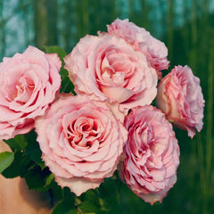 Ginette Rose Plant｜吉内特 image 3