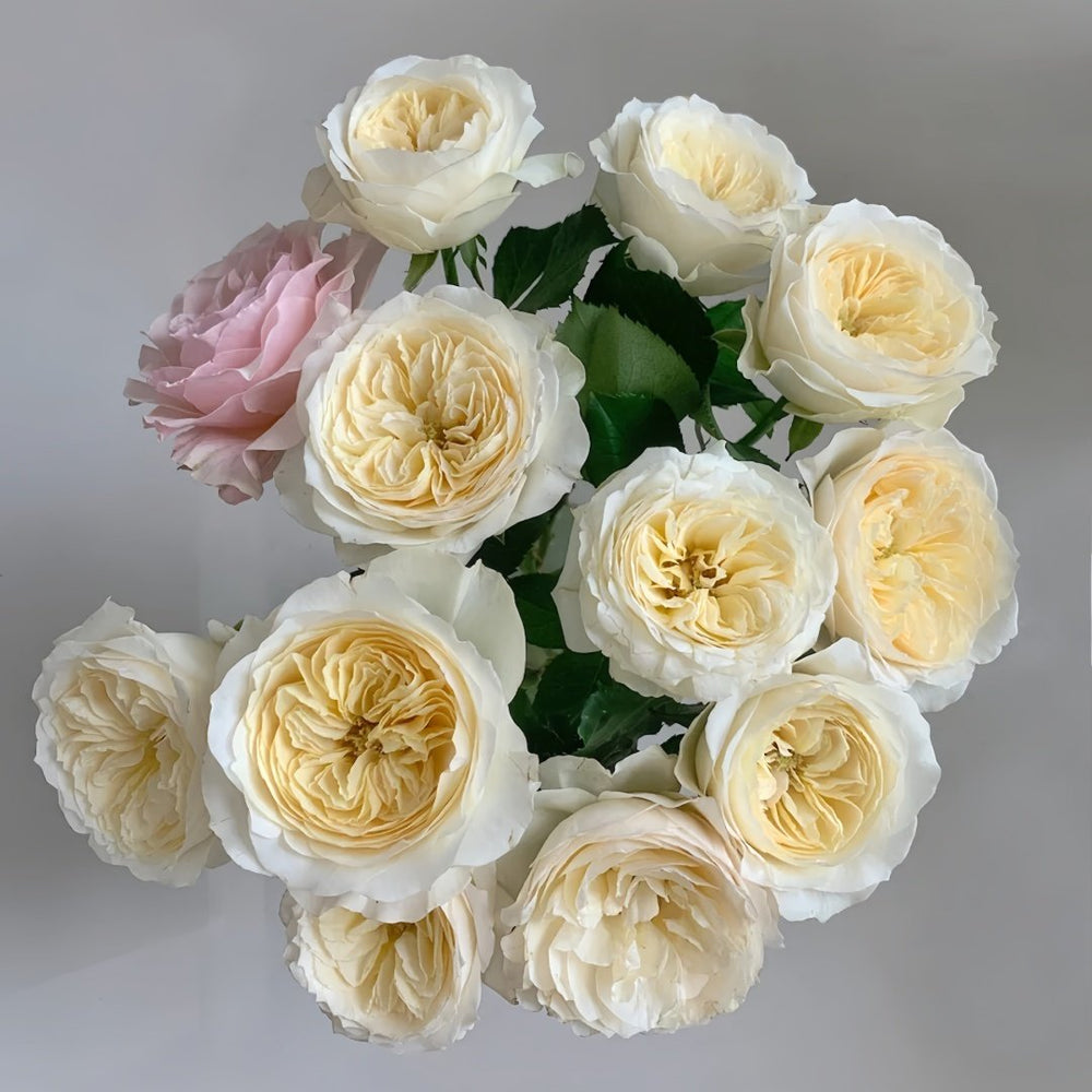 Royal Park Rose Plant｜皇家园林 image 0