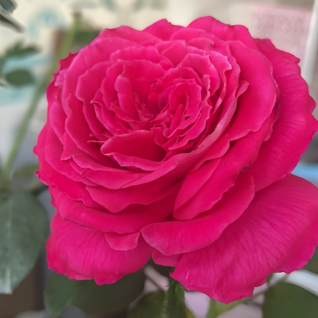 Lolita Lempicka Rose Plant|洛丽塔 image 5
