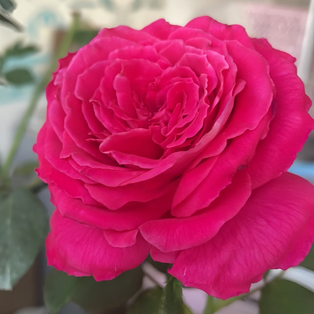 Lolita Lempicka Rose Plant|洛丽塔 image 5