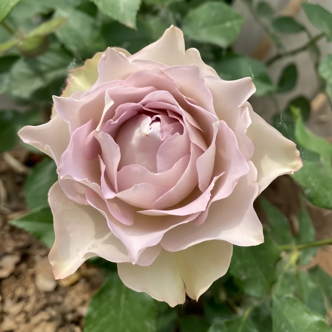 Lapis Veil Rose Plant | 青金石面纱 image 3