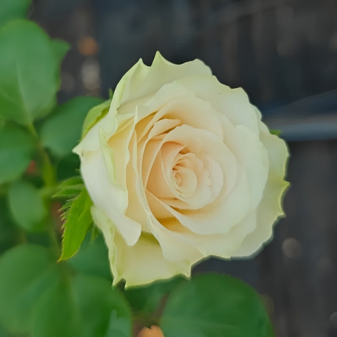 Pompeii Rose Plant｜庞贝 image 5