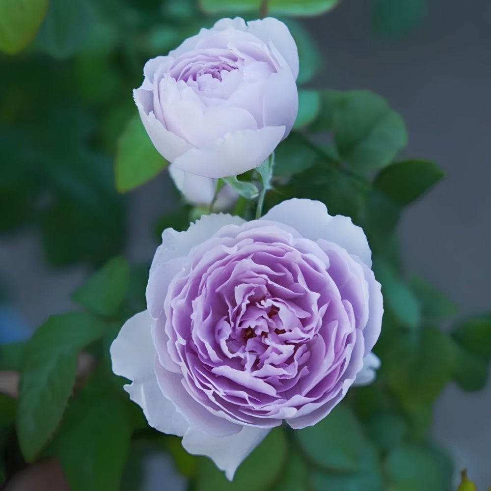 Yinyinqing Rose Plant｜隐隐青 image 4