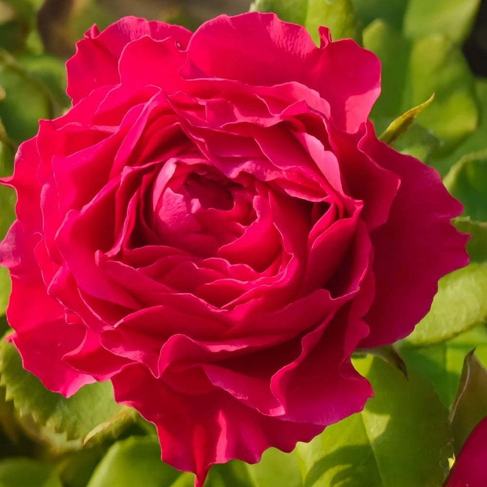 Coral Reeva Rose Plant｜珊瑚丽娃 image 4