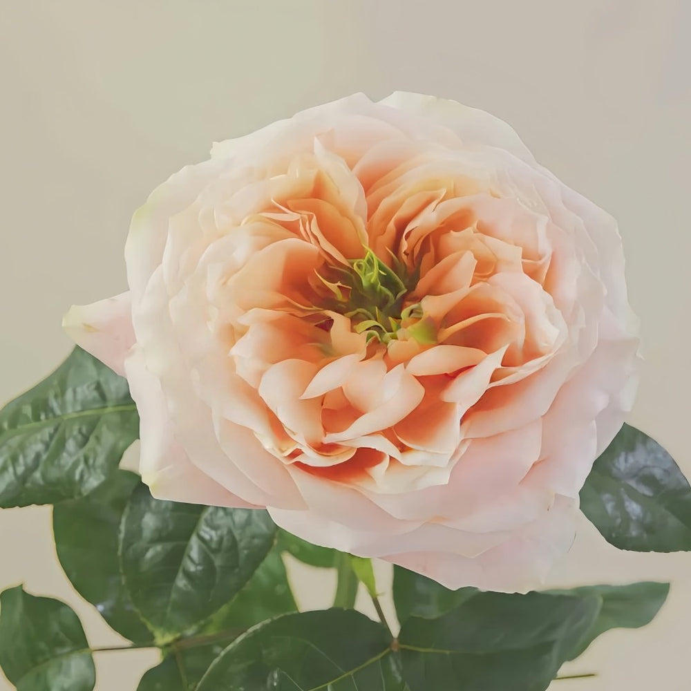 Melon X-Pression Rose Plant|香瓜激情 image 5