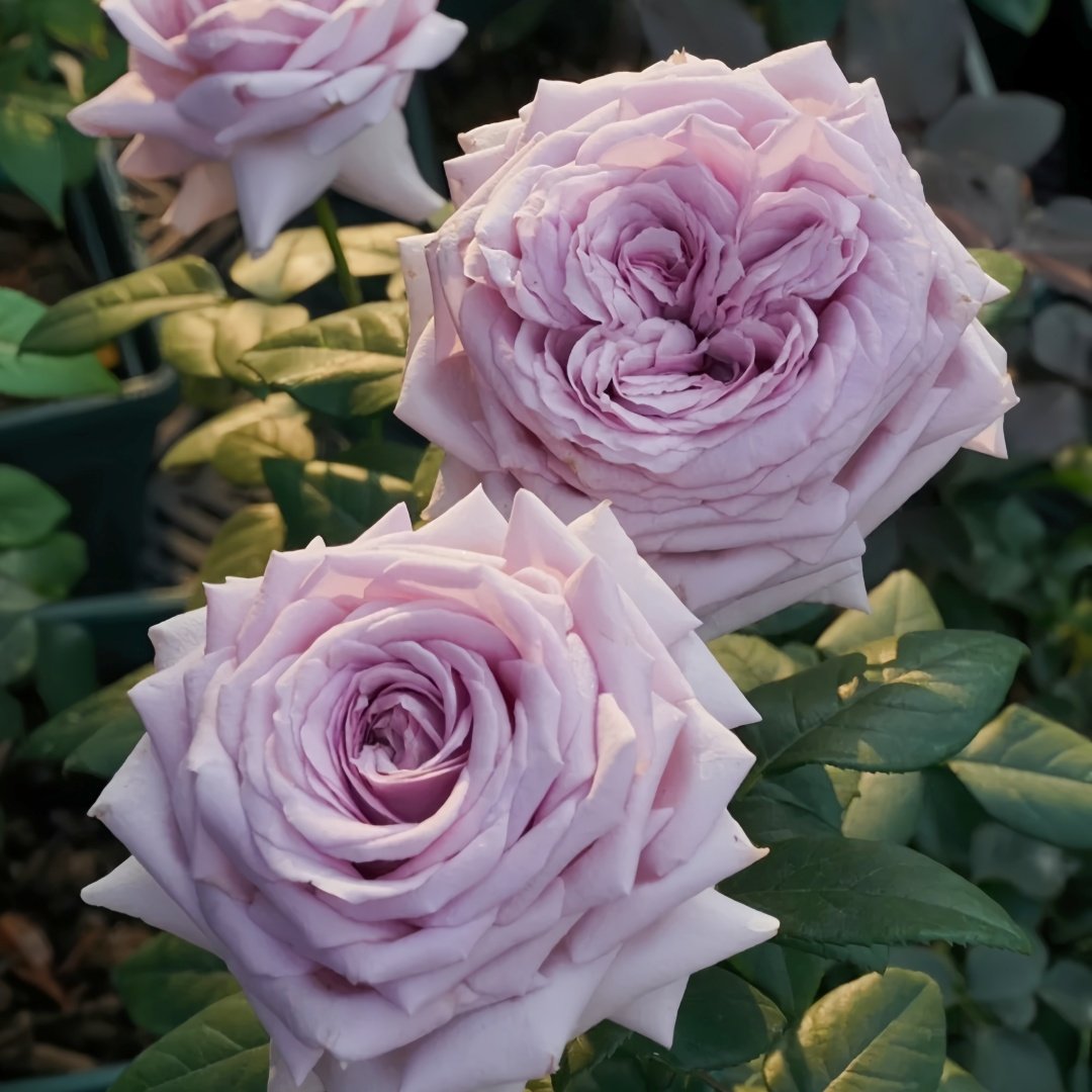 The Pride Rose Plant|尼普荣耀 image 7