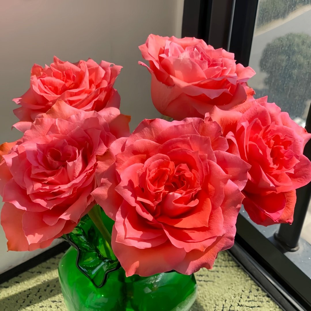 Yuhaitang Rose Plant｜玉海棠 image 4