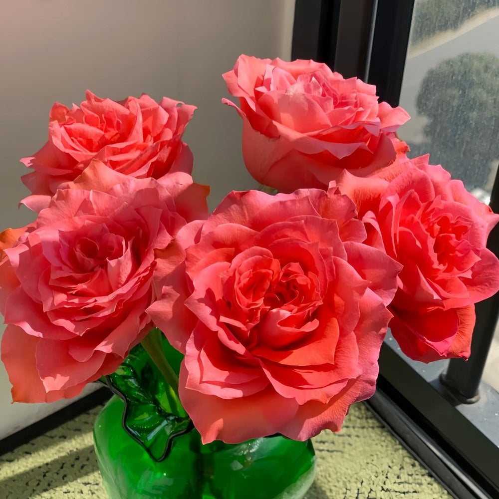 Yuhaitang Rose Plant｜玉海棠 image 4