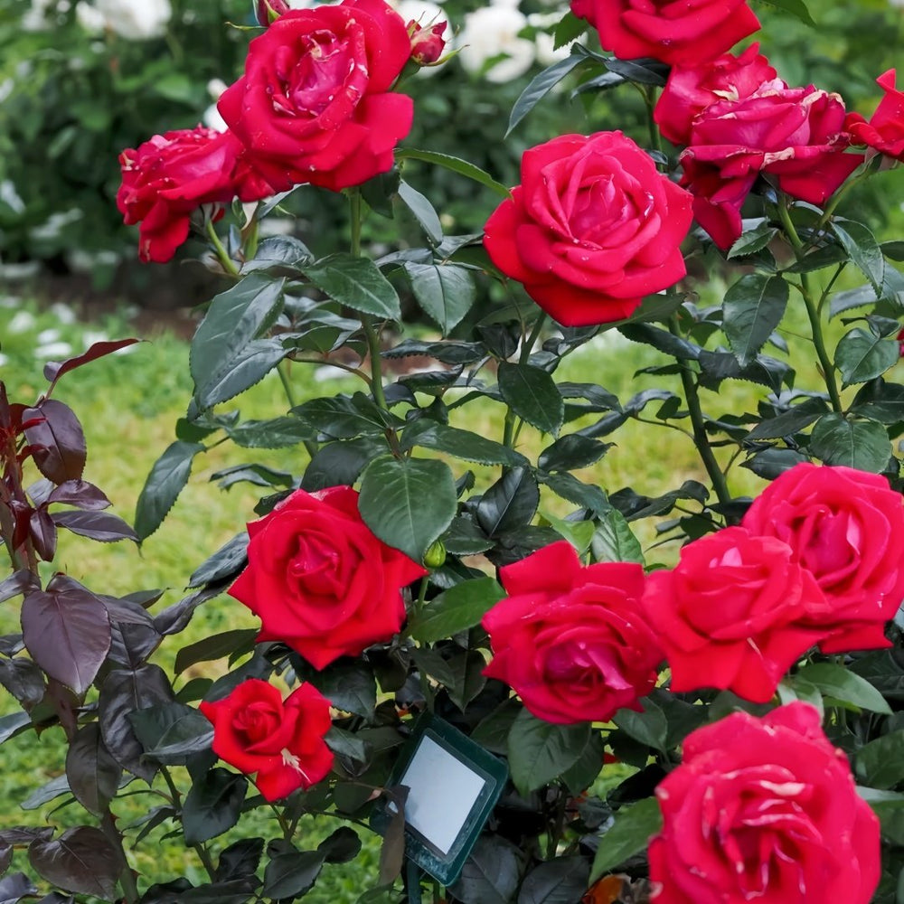 Summer Sangria Rose Plant｜魔法红鞋 image 7