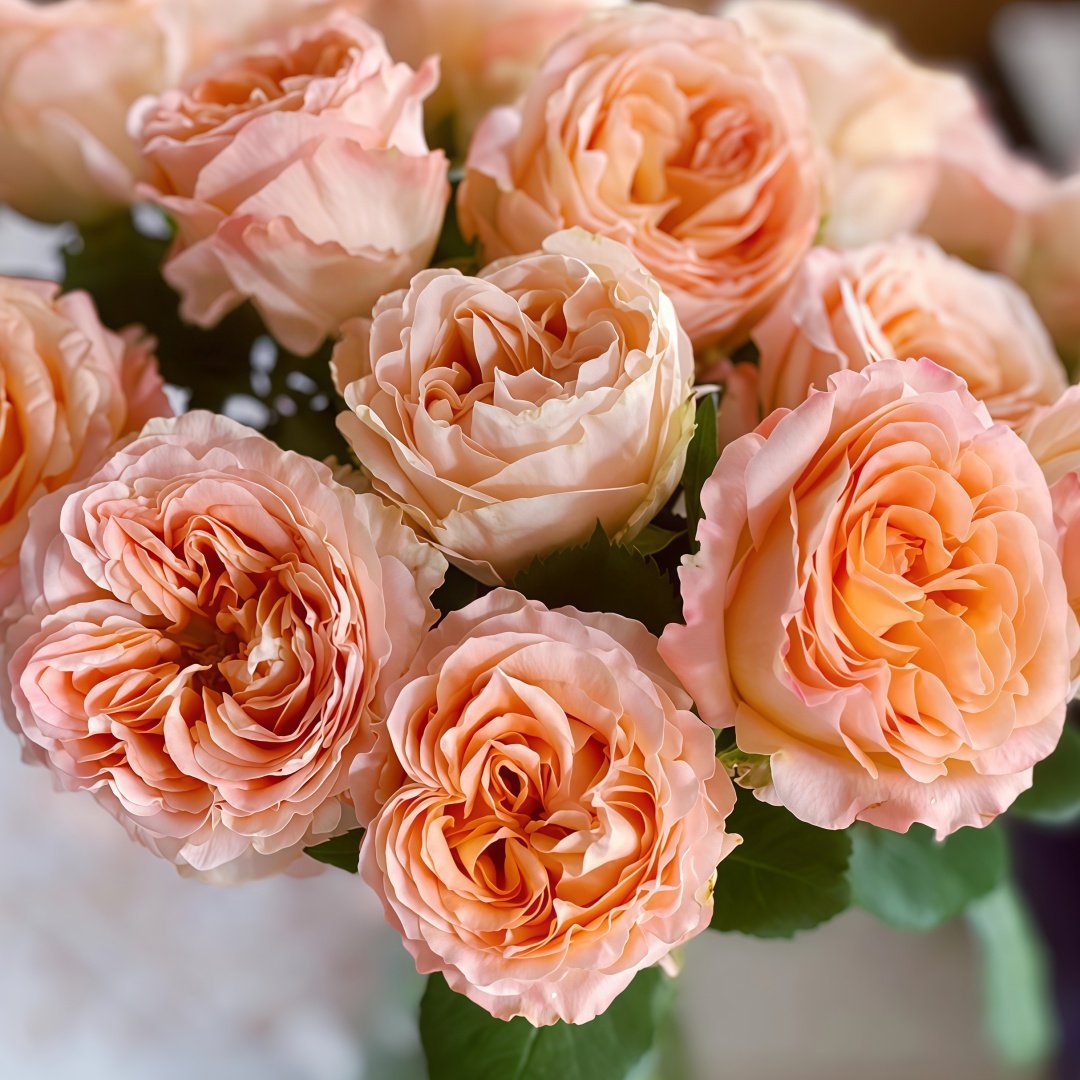 Apricot Lace Rose Plant|杏色蕾丝 image 8
