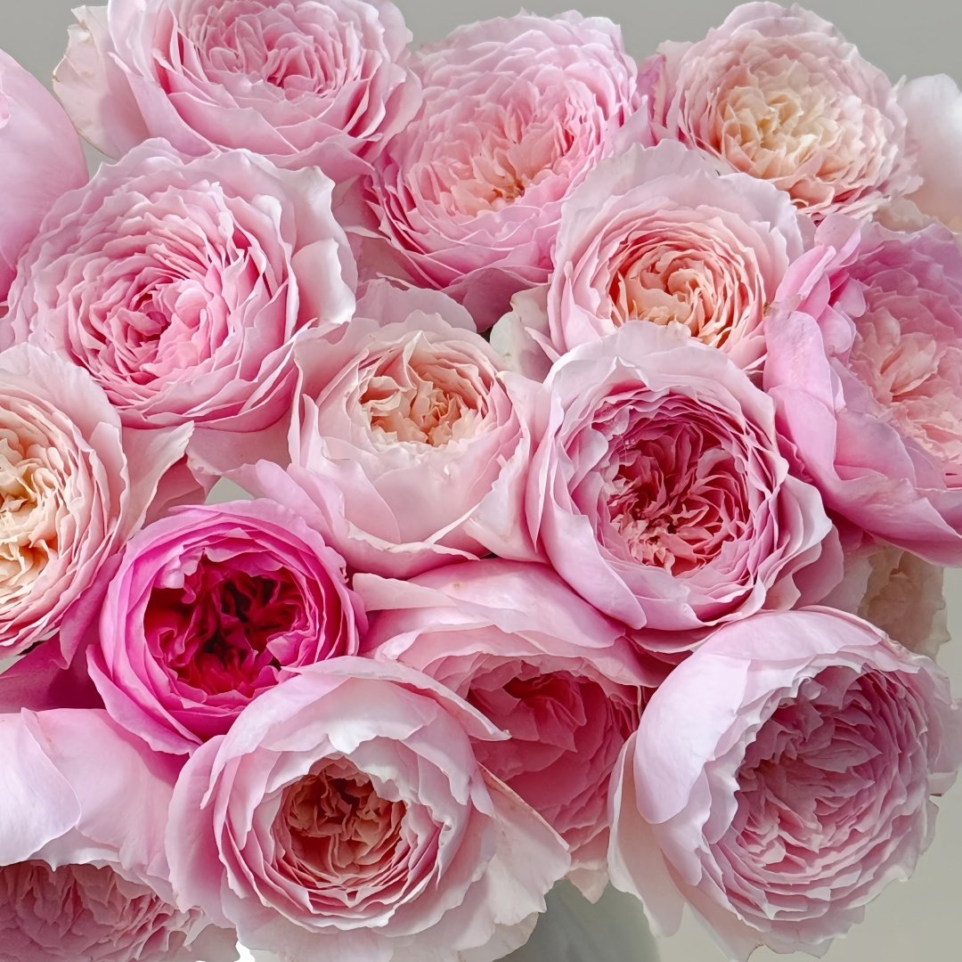 Hiyori Rose Plant|日和 image 2