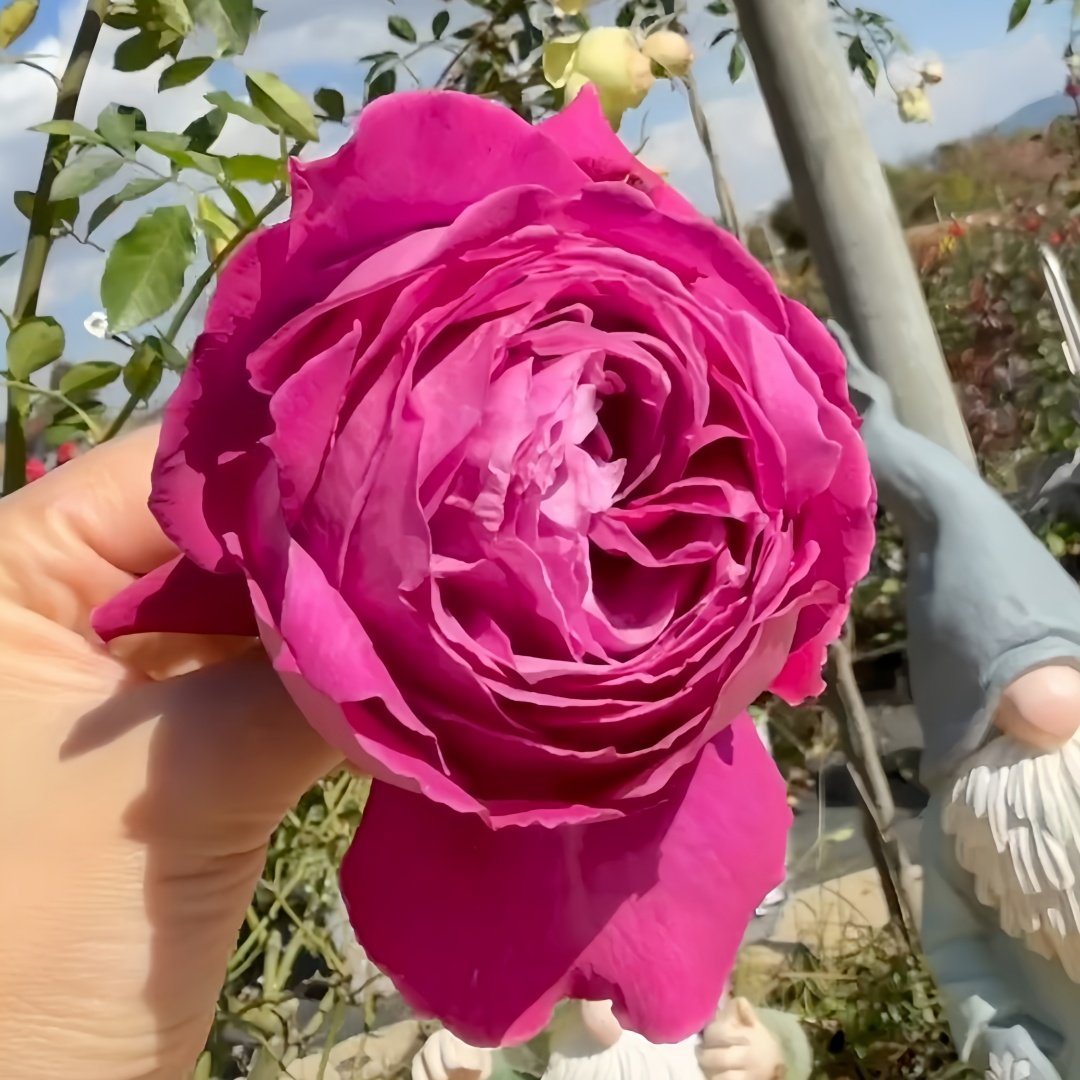M-Nostalgic Elegance Rose Plant｜怀旧优雅 image 7