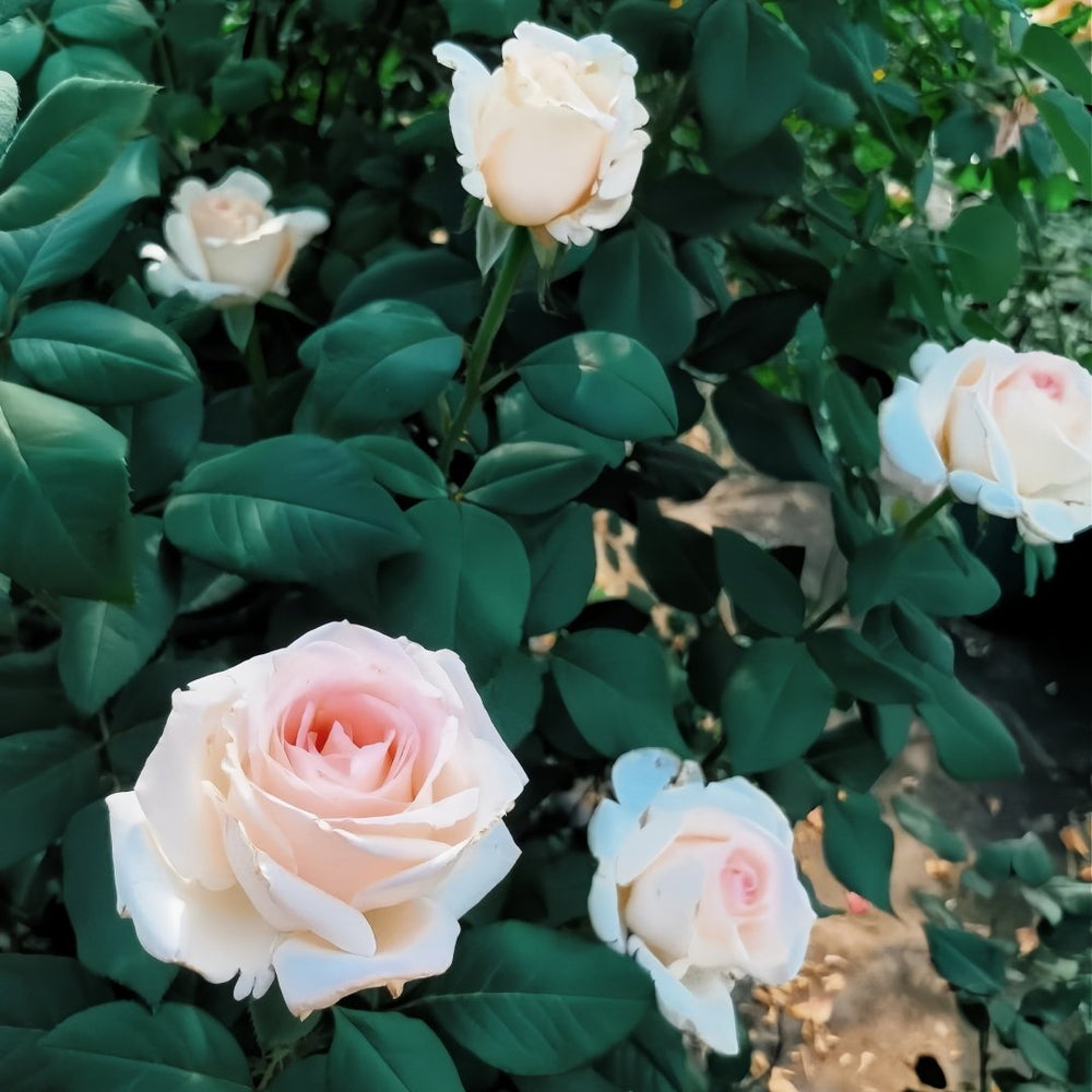 Trésor du Jardin Rose Plant|花园宝藏 image 7