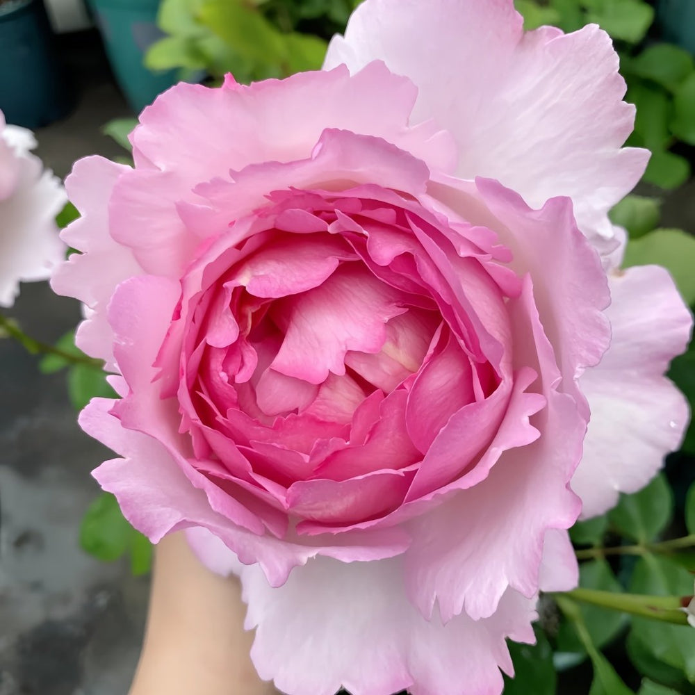 Fragrance of Fragrances Rose Plant｜伊芙魂之香水 image 1
