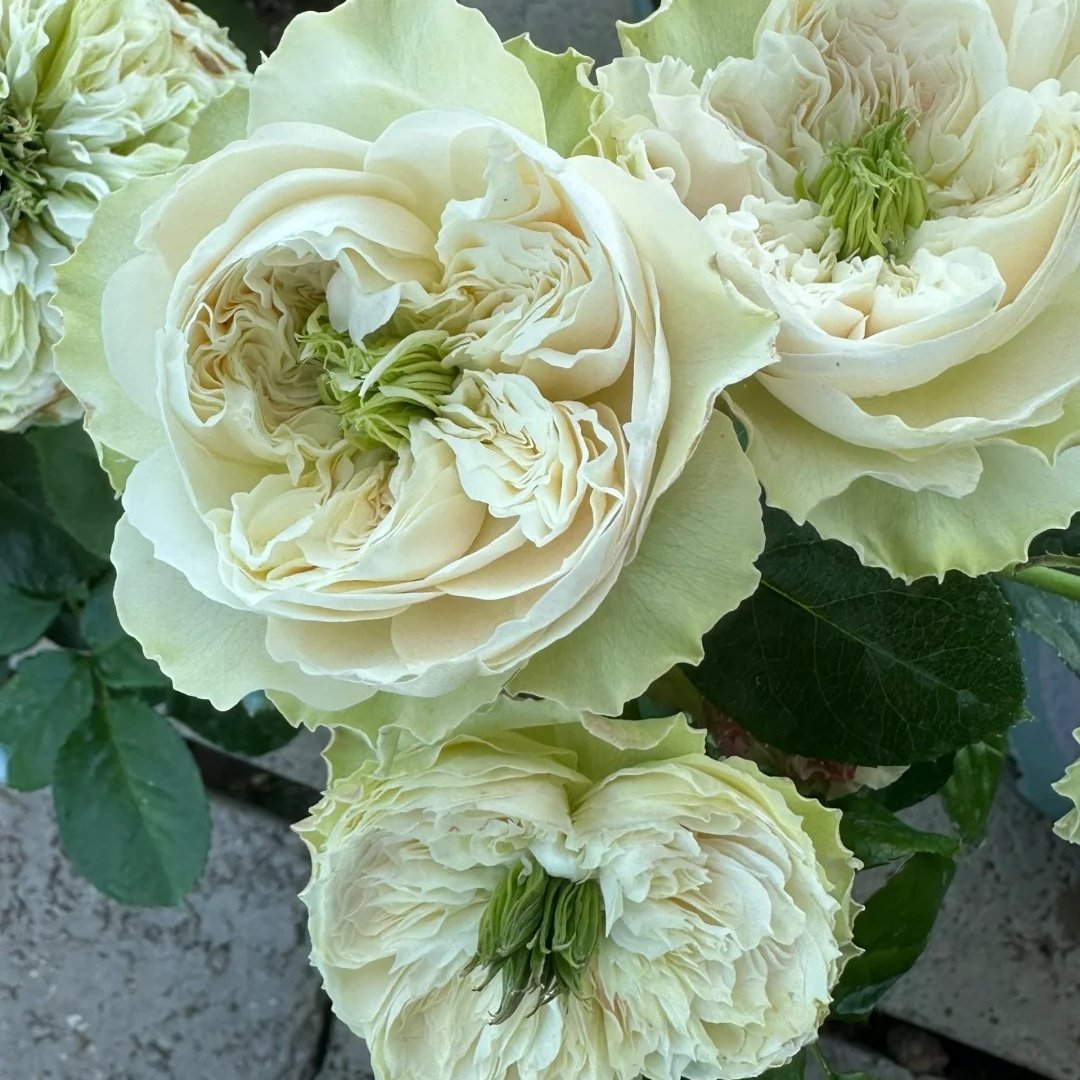 Whitby Abbey Rose Plant|惠特比修道院 image 4