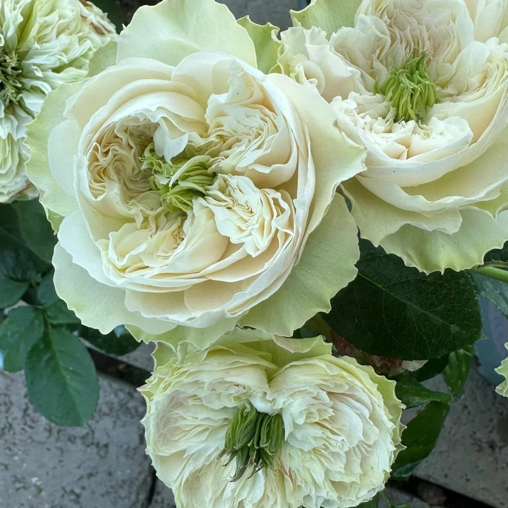 Whitby Abbey Rose Plant|惠特比修道院 image 4